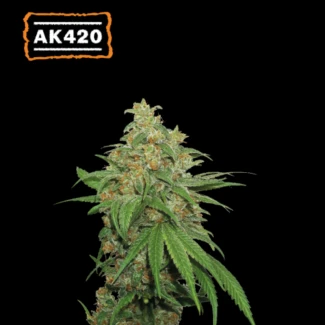 SSTK_ak420_auto_plant