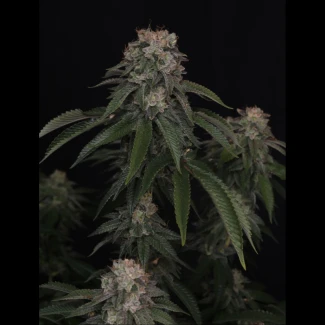 FB_gg4_fem_plant