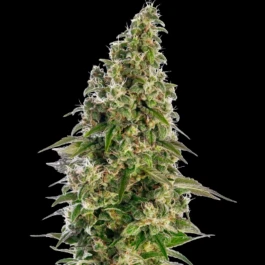 SS1560408 - SENSI SEEDS BANK - AFGHANI #1 AUTOMATIC FEM | 3 SEMI