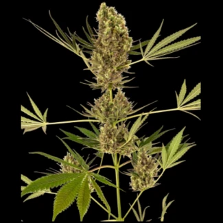 SS1560328 - SENSI SEEDS BANK - ALPINE DELIGHT CBD AUTO FEM | 3 SEMI