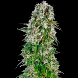 SS_big_bud_auto_plant