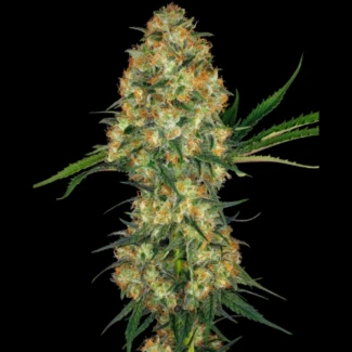 SS_hindu_kush_reg_plant