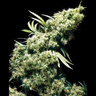 SS_jamaican_pearl_fem_plant
