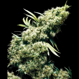 SS1560318 - SENSI SEEDS BANK - JAMAICAN PEARL FEM | 3 SEMI