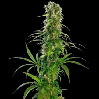 SS_michka_fem_plant