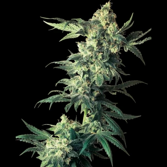 SS_northern_lights_fem_plant