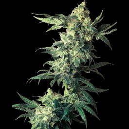 SS1561011 - SENSI SEEDS BANK - NORTHERN LIGHTS FEM | 1 SEME
