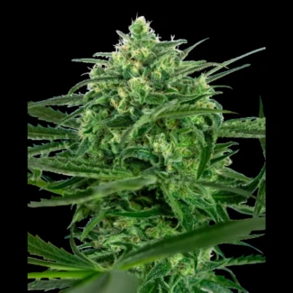SS_sensi_amnesia_fem_plant