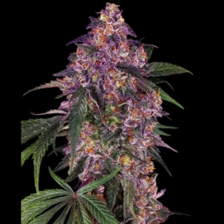 SS_sensi_purple_kush_fem_plant