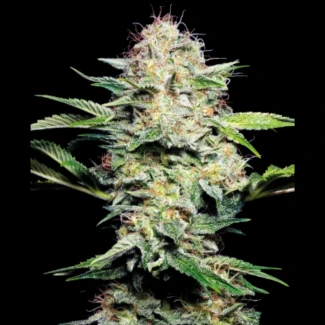 SS_sensi_skunk_auto_plant