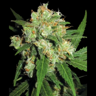 SS_sensi_skunk_fem_plant