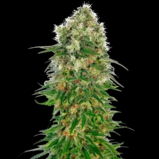 SS_shiva_skunk_auto_plant