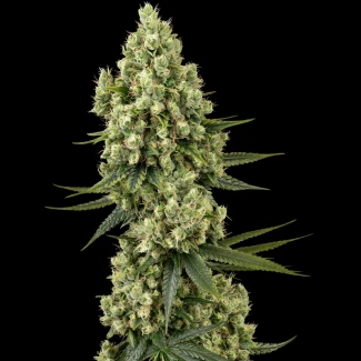 SS_silver_fire_fem_plant