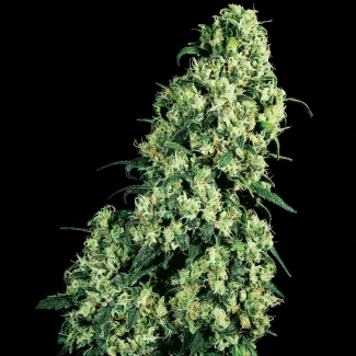 SS_Skunk_1_fem_plant