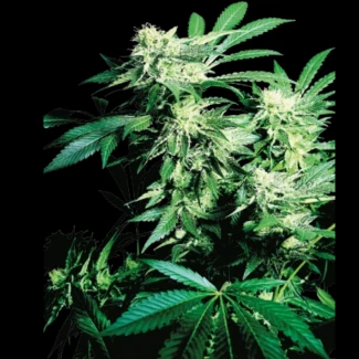 SS_skunk_kush_fem_plant