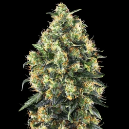 SS1560401 - SENSI SEEDS BANK - SUPER SKUNK AUTO FEM | 3 SEMI