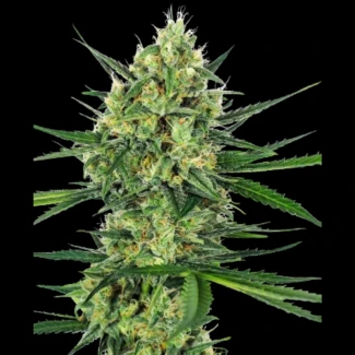 SS_tangerine_sugar_fem_plant