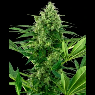 SS_banana_frosting_fem_plant