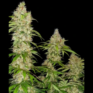 SS_banana_kush_cake_fem_plant