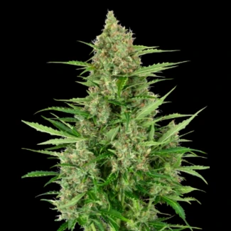 SS1530317 - SENSI SEEDS RESEARCH - DOUBLE KUSH CAKE AUTO FEM | 3 SEMI