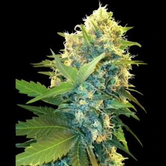 SS_doble_kush_cake_fem_plant