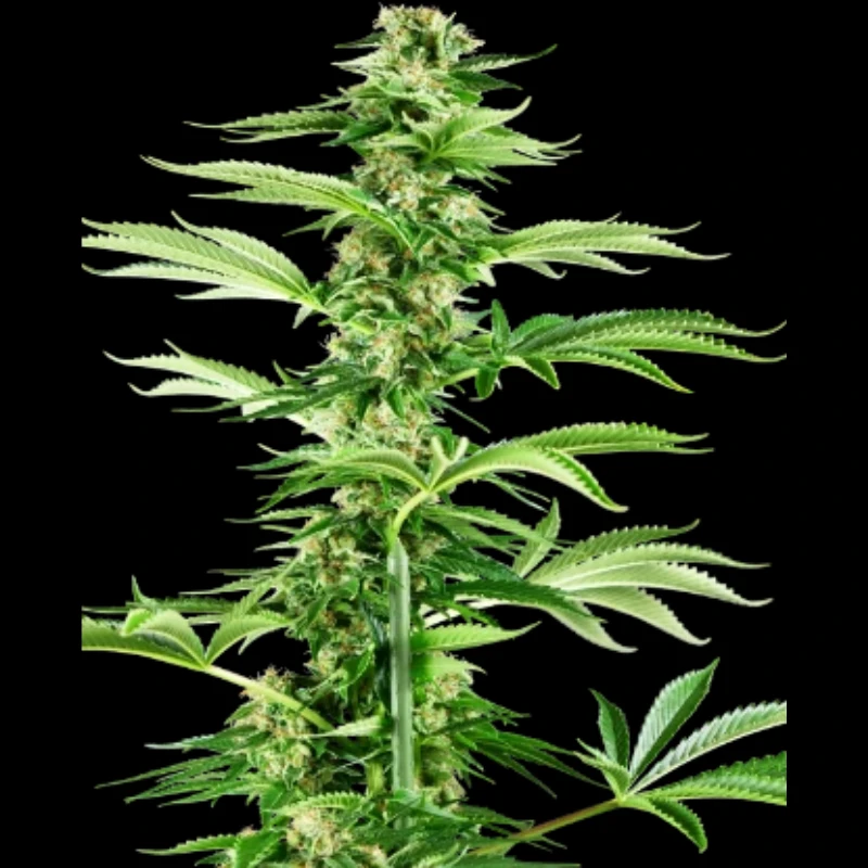 SS1530331 - SENSI SEEDS RESEARCH - HONEY MELON HAZE FEM | 3 SEMI