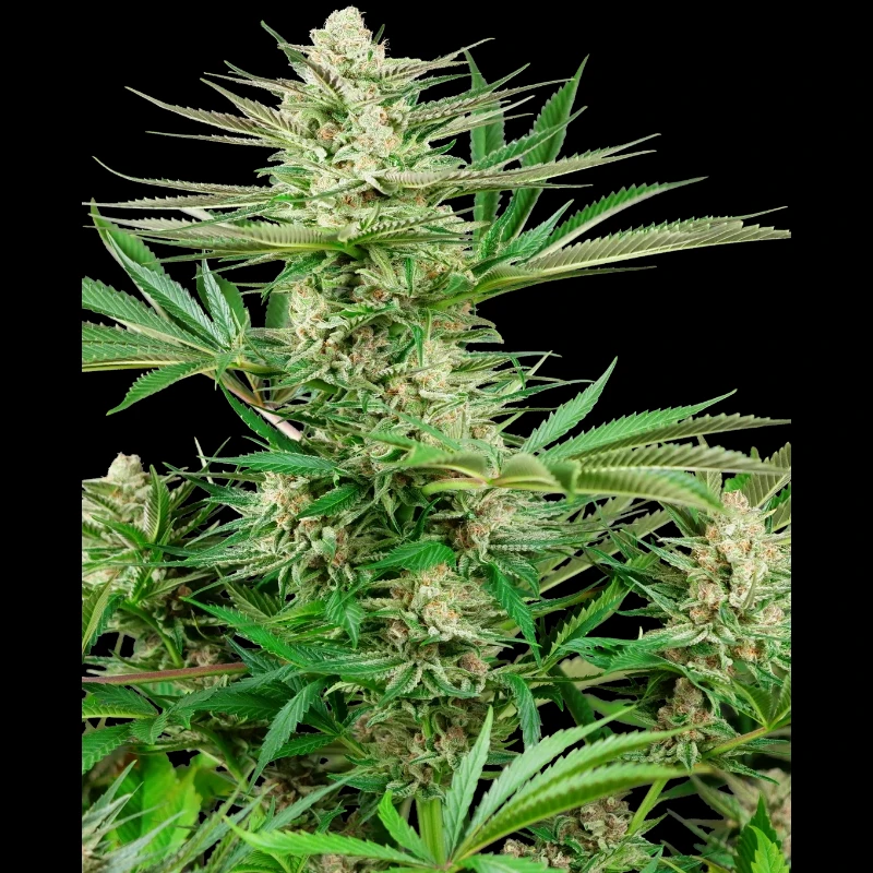 SS1530330 - SENSI SEEDS RESEARCH - MALIBU GOLD OG FEM | 3 SEMI