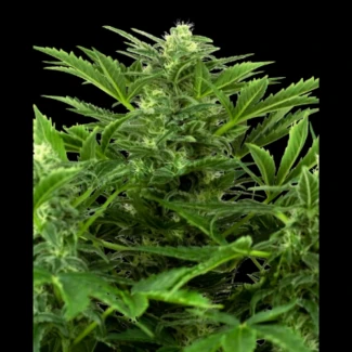 SS_mandarin_punch_auto_plant