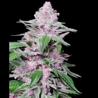 SS_purple_cookies_kush_fem_plant
