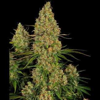 SS_sticky_orange_xxl_auto_plant