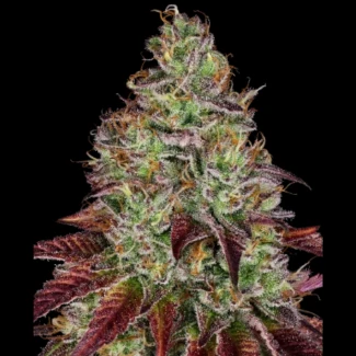SS_tezla_og_fem_plant