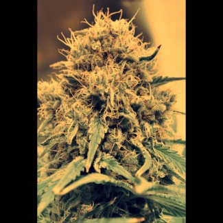 SEX_auto_amnesia_lemon_plant