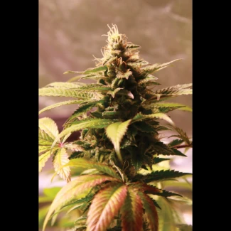 SEX_auto_banana_gelato_plant