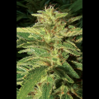 SEX_auto_big_bud_plant