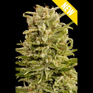 SEX_auto_caramel_bud_plant