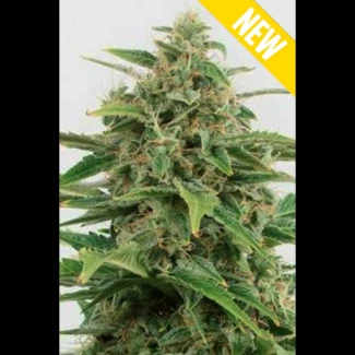 SEX_auto_critical_2_xxl_plant