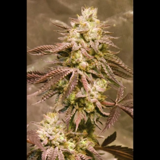 SEX_auto_gorilla_zkit_plant