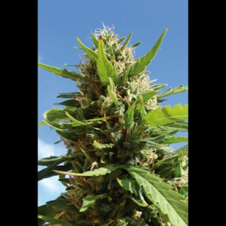 SEX_auto_limon_haze_plant