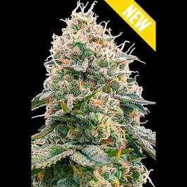 SEX053100 - SEEDSALAD - CRITICAL 2.0 XXL FEM | 100 SEMI