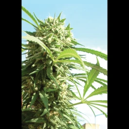 SEX02415PIP - SEEDSALAD - CRITICAL FEM | 15+5 SEMI GRATIS