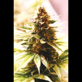 SEX04315PIP - SEEDSALAD - PAPAYA COOKIES FEM (USA STRAIN) | 15+5 SEMI GRATIS
