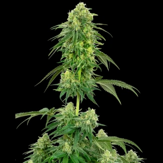 WL_strawberry_kush_fem_plant