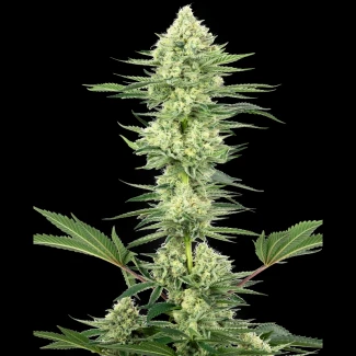 WL_white_gorilla_haze_fem_plant