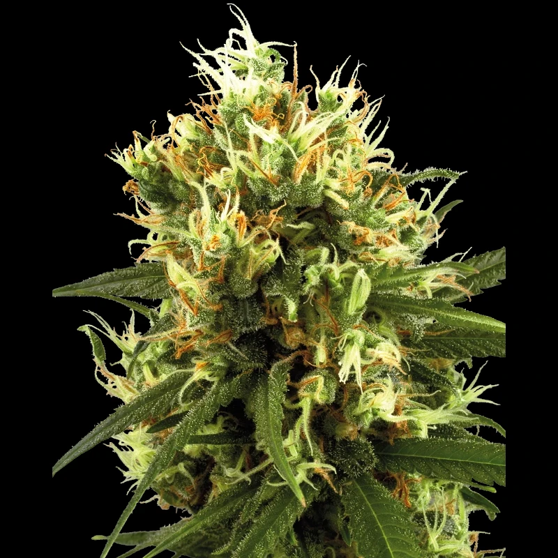 WL1520517 - WHITE LABEL - WHITE HAZE AUTO | 5 SEMI