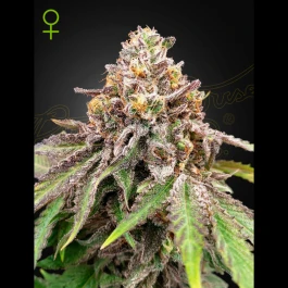 GHBHXG#41A03 - GREEN HOUSE SEED CO. - BLUE HAZE X GELATO #41 AUTOFLOWERING FEM | 3 SEMI