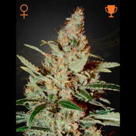 GHCHM03 - GREEN HOUSE SEED CO. - CHEMDOG FEM | 3 SEMI