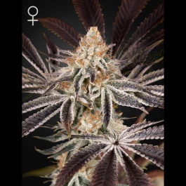 GH8720246571400 - GREEN HOUSE SEED CO. - DARK PHOENIX  FEM | 5 SEMI