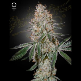 GHHCM01 - GREEN HOUSE SEED CO. - HIGHCLOUDZ FEM | 1 SEME