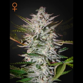 GHHPUNCH03 - GREEN HOUSE SEED CO. - HOLY PUNCH FEM | 3 SEMI