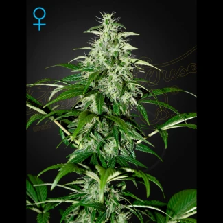 KALAUTOF5-GHS - GREEN HOUSE SEED CO. - KALASHNIKOVA AUTOFLOWERING FEM | 5 SEMI